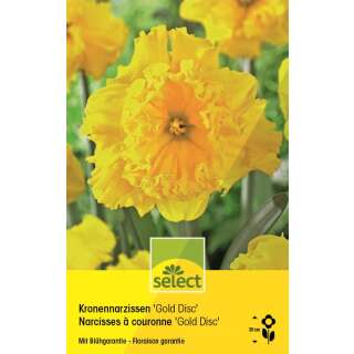 Kronen-Narzissen Gold Disc - Narcissus - 6 Zwiebeln