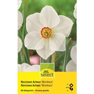 Montreux-Narzissen Actea - Narcissus - 5 Zwiebeln