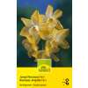 Jonquille Narzissen Pipit - Narcissus - 6 Zwiebeln