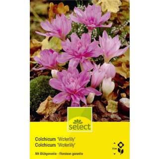 Herbstzeitlose Waterlily - Colchicum - 1 Zwiebel