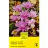 Herbstzeitlose Waterlily - Colchicum - 1 Zwiebel