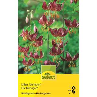 Lilien Martagon - Lilium martagon - 1 Zwiebel