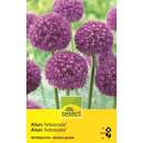 Zierlauch Ambassador - Allium - 1 Zwiebel