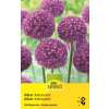 Zierlauch Ambassador - Allium - 1 Zwiebel