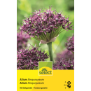 Zierlauch - Allium atropurpureum - 5 Zwiebeln