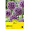 Zierlauch Gladiator - Allium-Hybrid - 1 Zwiebel