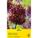 Zierlauch Red Mohican - Allium - 2 Zwiebeln