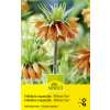 Kaiserkrone William Rex - Fritillaria imperialis - 1 Zwiebel