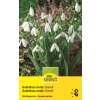 Schneeglöckchen Elwesii - Galanthus nivalis - 12 Zwiebeln