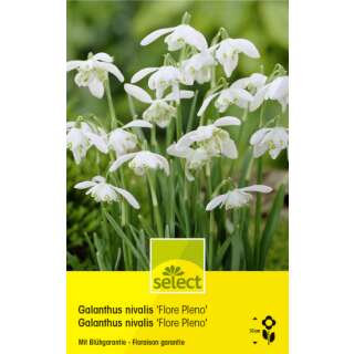 Schneeglöckchen Flore Plenu - Galanthus nivalis - 6 Zwiebeln