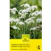 Schneeglöckchen Flore Plenu - Galanthus nivalis - 6 Zwiebeln