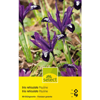Netzblatt-Schwertlilie Pauline - Iris reticulata - 15 Knollen