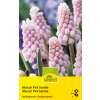 Traubenhyazinthe Pink Sunrise - Muscari latifolium - 3 Zwiebeln