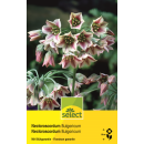 Bulgarischer Lauch - Nectaroscordum bulgaricum - 8 Zwiebeln