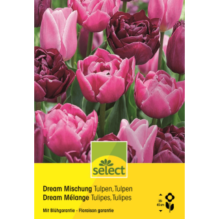 Tulpen Dream Mischung - Tulipa - 24 Zwiebeln