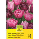 Tulpen Dream Mischung - Tulipa - 24 Zwiebeln