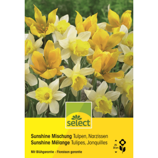 Tulpen & Narzissen Sunshine Mischung - Tulipa - Narcissus - 32 Zwiebeln