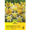 Tulpen & Narzissen Sunshine Mischung - Tulipa - Narcissus - 32 Zwiebeln