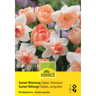 Tulpen & Narzissen Sunset Mischung - Tulipa & Narcissus - 20 Zwiebeln