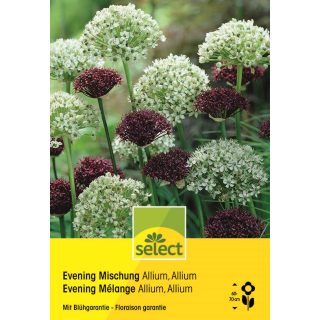 Zierlauch Evening Mischung - Allium atropurpureum & nigrum - 24 Zwiebeln