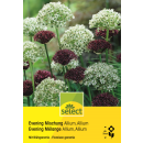 Zierlauch Evening Mischung - Allium atropurpureum &...