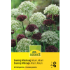 Zierlauch Evening Mischung - Allium atropurpureum & nigrum - 24 Zwiebeln