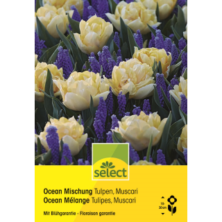 Tulpen & Muscari Ocean Mischung - Muscari armeniacum & Tulipa - 27 Zwiebeln