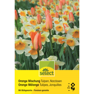 Tulpen & Narzissen Orange Mischung - Tulipa & Narcissus - 20 Zwiebeln