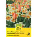 Tulpen & Narzissen Orange Mischung - Tulipa &...