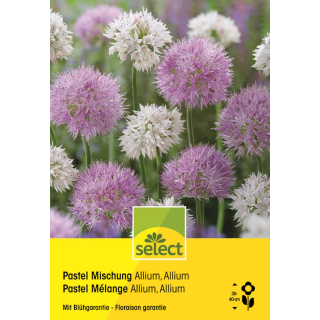 Zierlauch Pastel Mischung - Allium - 30 Zwiebeln