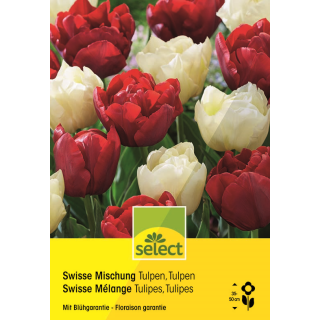 Tulpen Swiss Mischung - Tulipa - 24 Zwiebeln