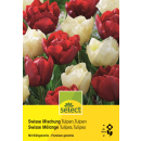 Tulpen Swisse Mischung - Tulipa - 24 Zwiebeln