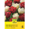 Tulpen Swiss Mischung - Tulipa - 24 Zwiebeln