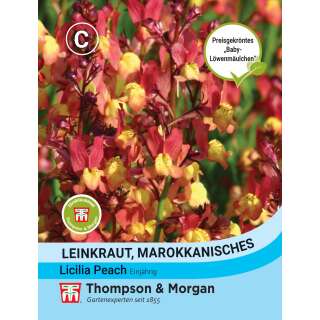 Leinkraut, marokkanisches Licilia Peach - Linaria...