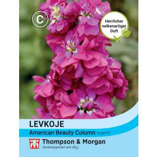 Levkoje American Beauty Column - Matthiola incana - Samen