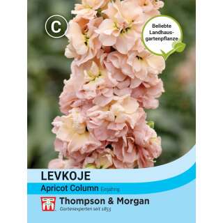 Levkoje Apricot Column - Matthiola incana - Samen