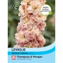 Levkoje Apricot Column - Matthiola incana - Samen