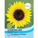 Sonnenblume Carmel F1 - Helianthus annuus - Samen