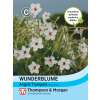 Wunderblume Angels Trumpets - Mirabilis longiflora - Samen