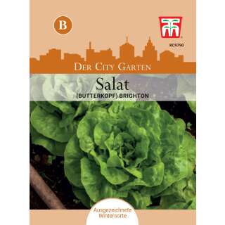 Salat Kopfsalat (Butterkopf) Brighton - Lactuca sativa - Samen