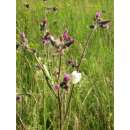 Sumpf-Kratzdistel - Cirsium palustre - BIOSAMEN