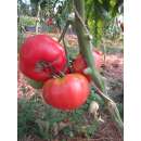 Tomate Aunt Ginnys Purple Tomato - Lycopersicon...