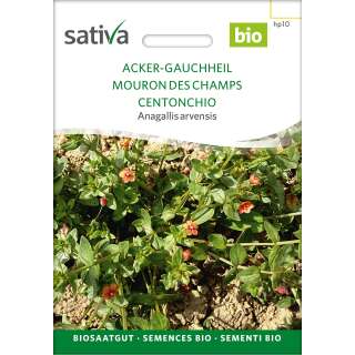 Acker-Gauchheil - Anagallis arvensis - BIOSAMEN