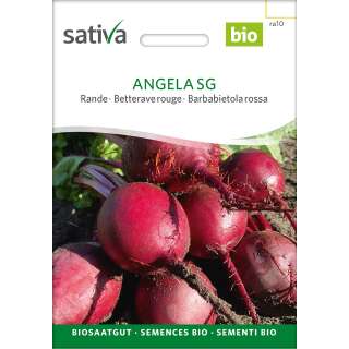 Rande, Rote Bete Angela SG - Beta vulgaris conditiva - BIOSAMEN