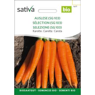 Karotte Auslese (SG 103) - Daucus carota - BIOSAMEN
