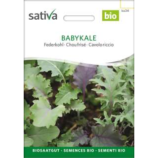 Federkohl, Blattkohl Babykale  - Brassica oleracea var....