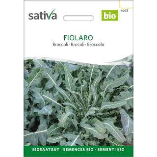 Blattkohl Fiolaro - Brassica oleracea var. Italica -...