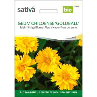 Geum chiloense Goldball - Geum chiloense - BIOSAMEN