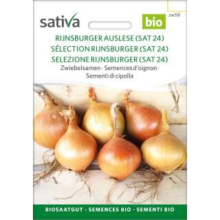 Zwiebel Rijnsburger Auslese (SAT 24) - Allium cepa - BIOSAMEN