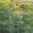 Dill Hera - Anethum graveolens - BIOSAMEN